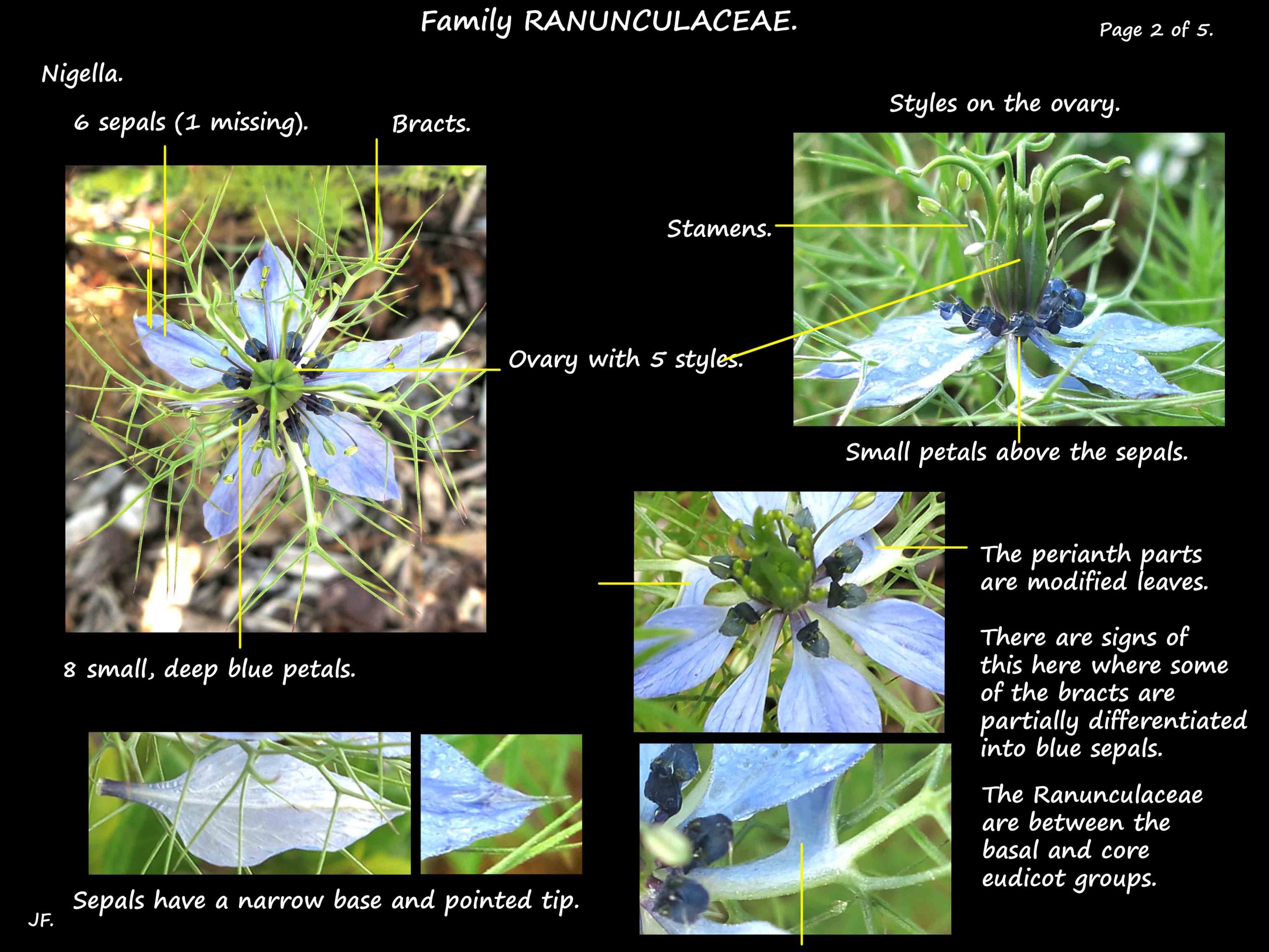 2 Nigella flowers